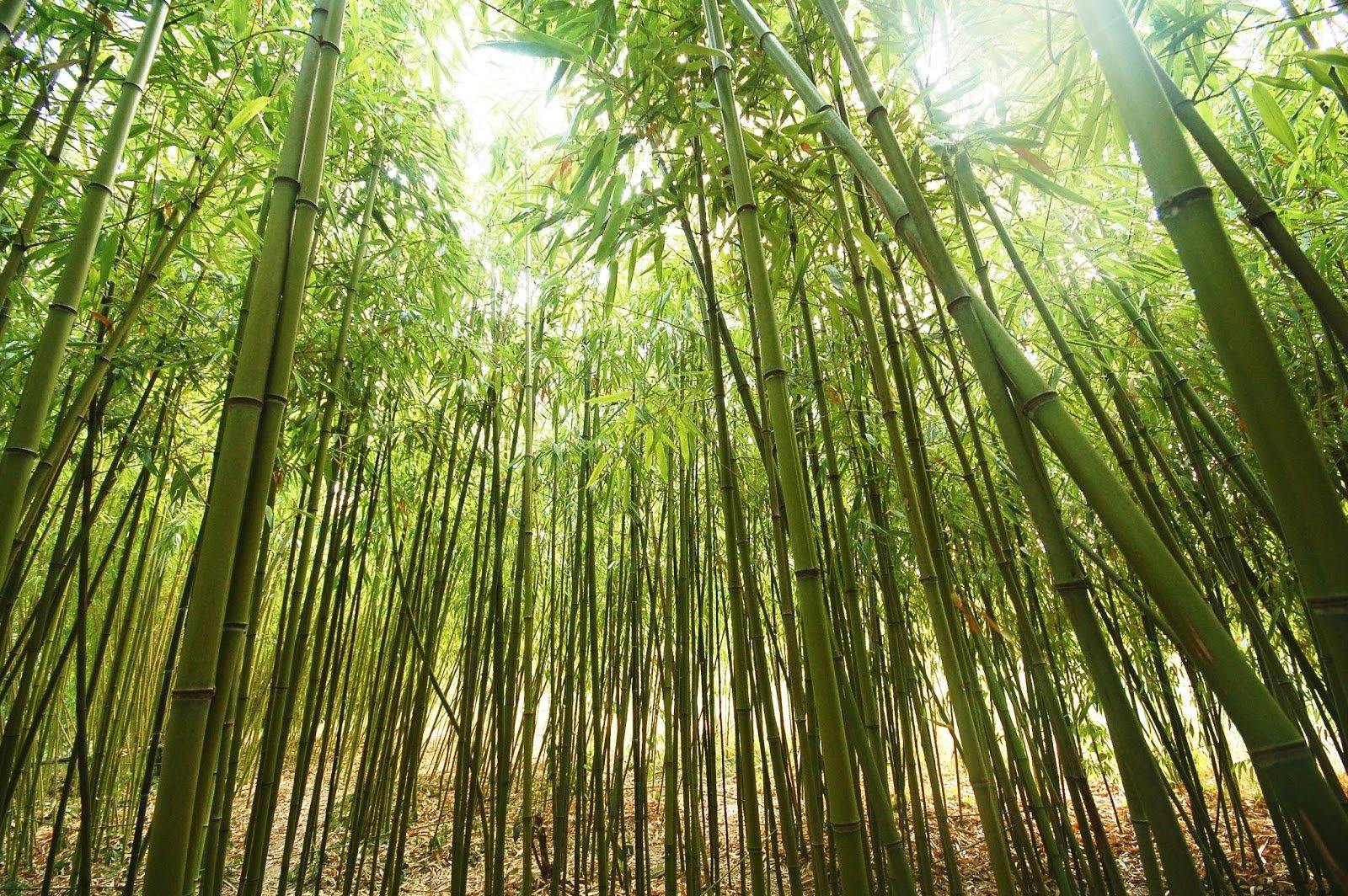Important Bamboo Species In India - CGASPL
