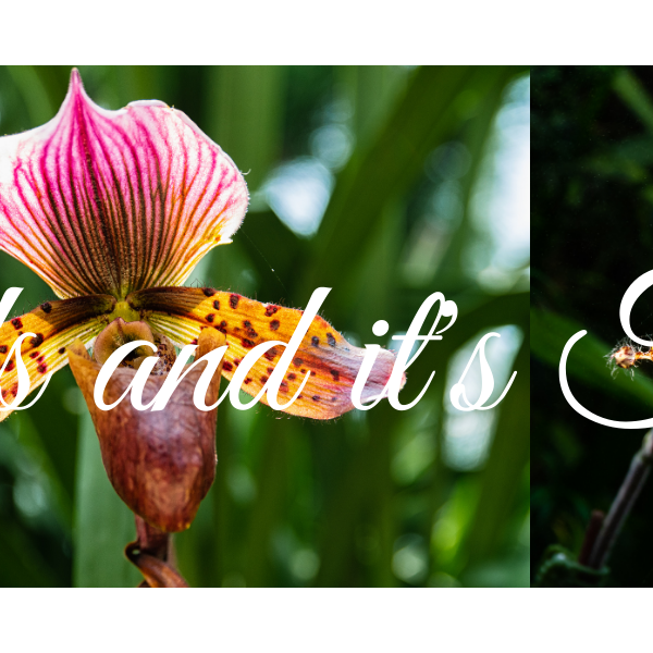 Orchids And Its Types - CGASPL