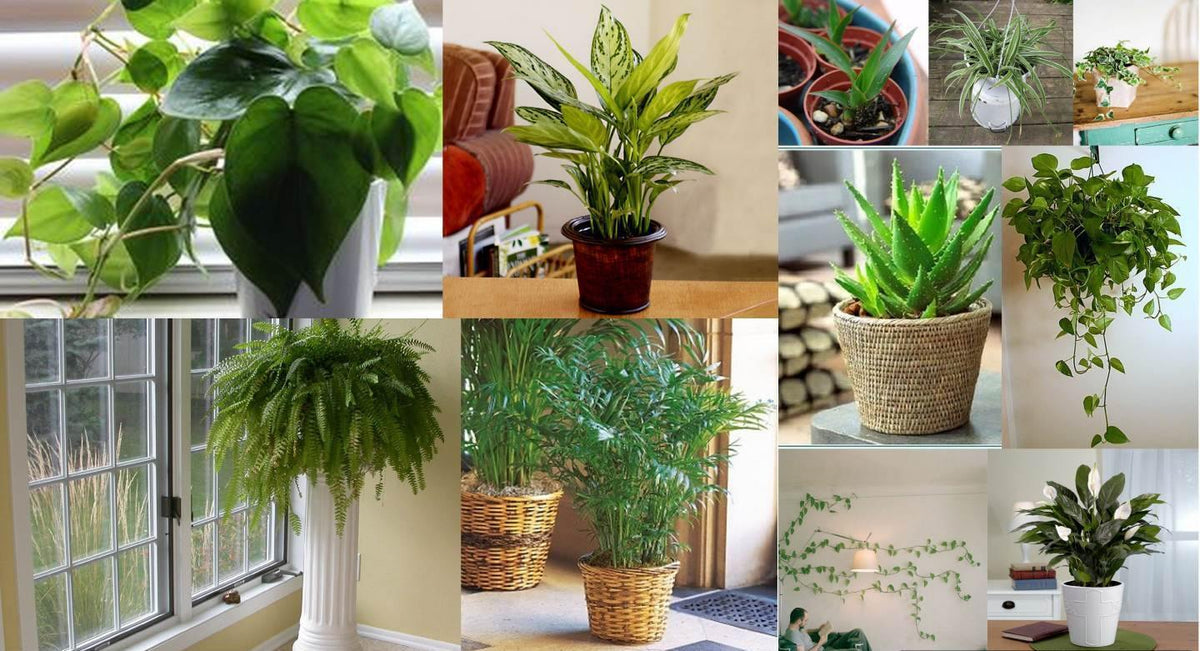 Top 10 House Plants