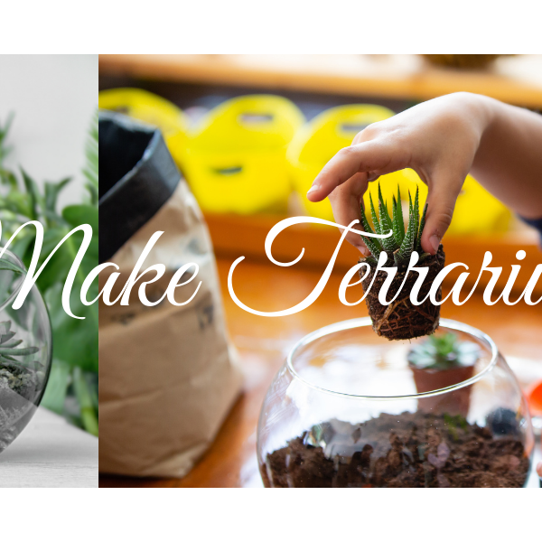 How To Make A Terrarium Garden - CGASPL