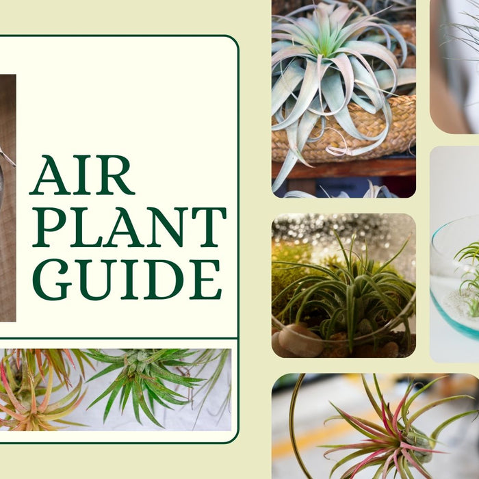 Air Plant Guide