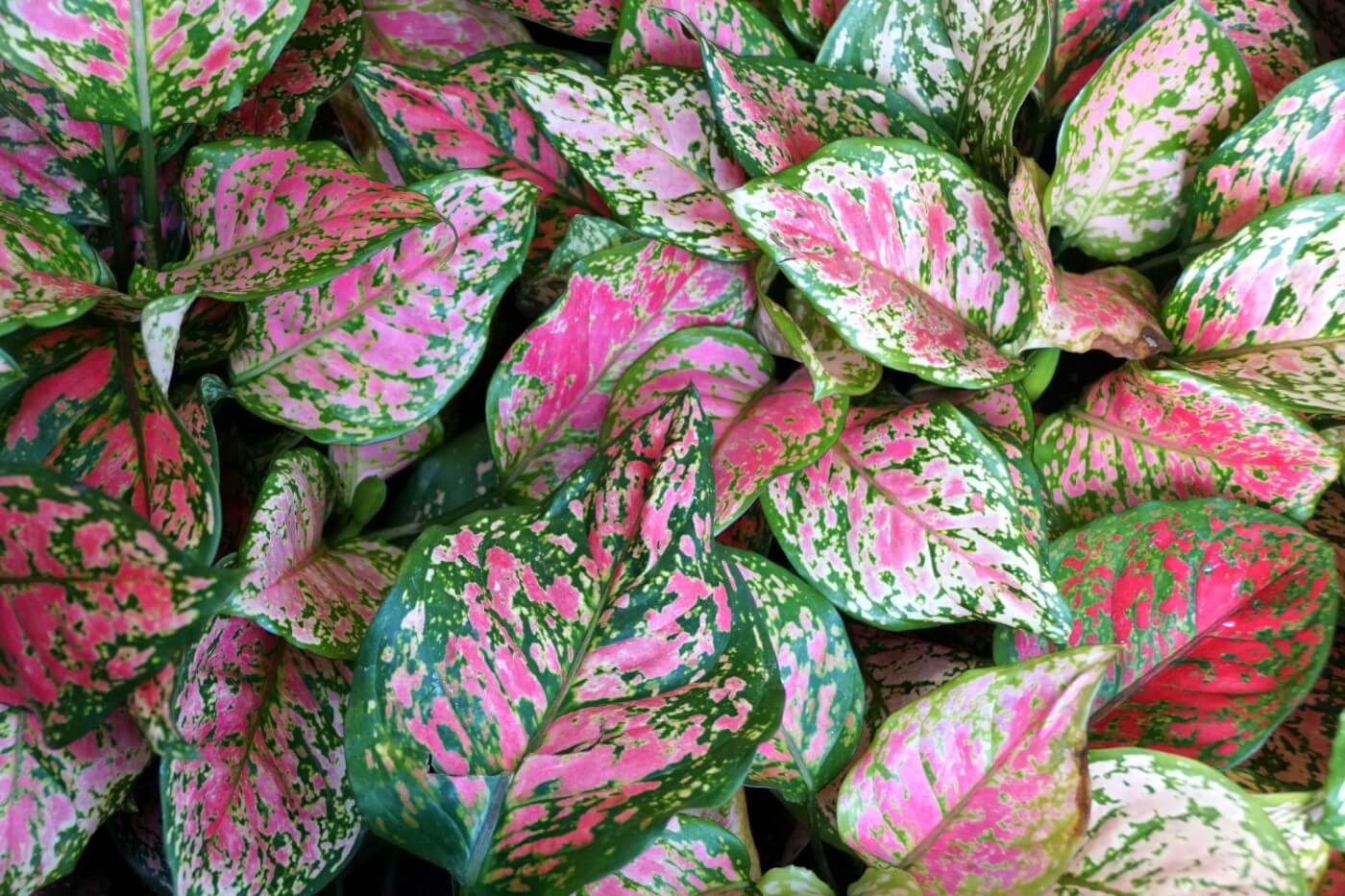 Aglaonema Plants: How to Grow and Care for them