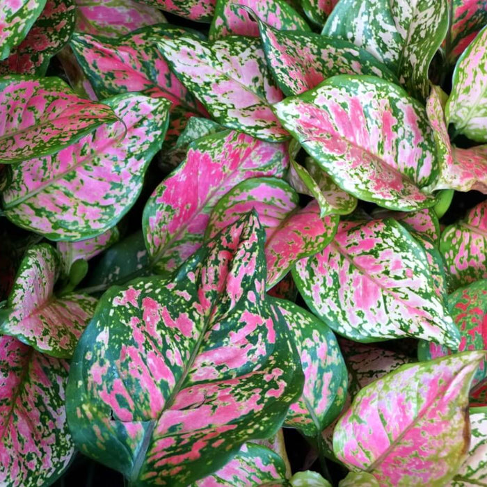 Aglaonema Plants: How to Grow and Care for them
