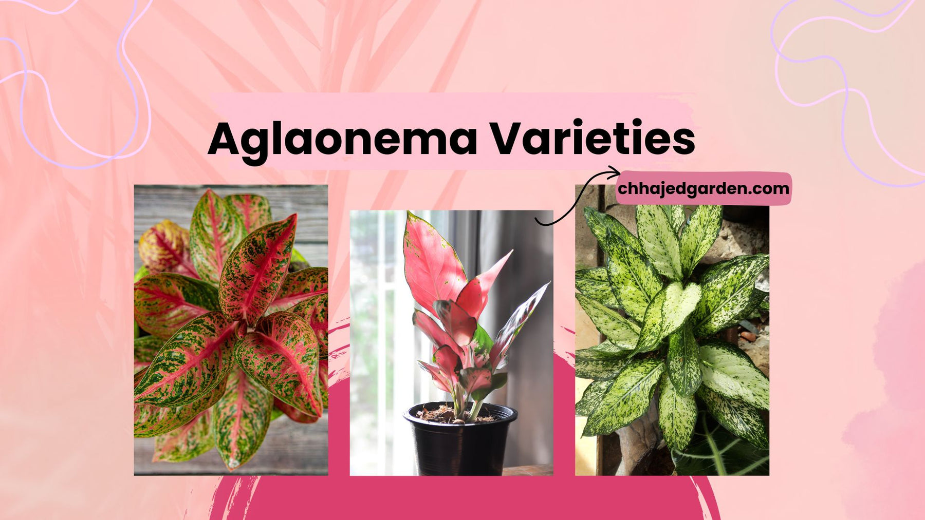 42 Stunning Aglaonema Varieties You'll Adore