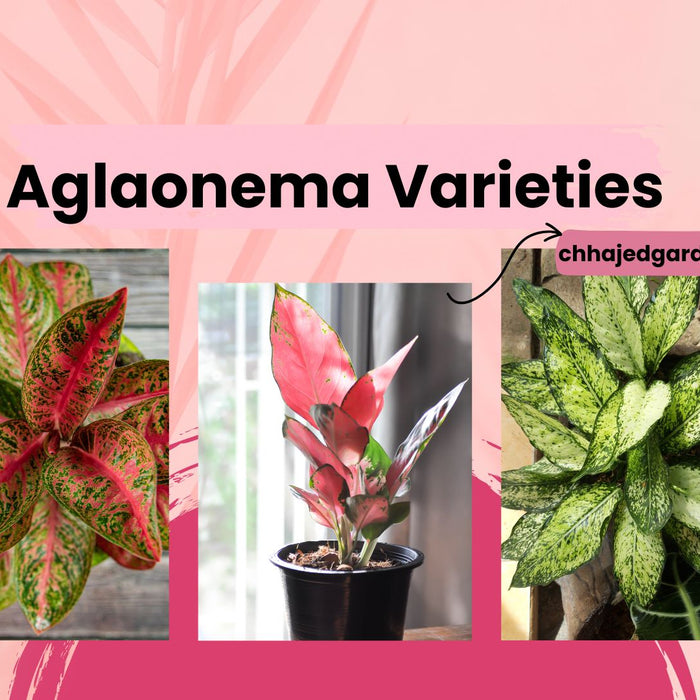 42 Stunning Aglaonema Varieties You'll Adore