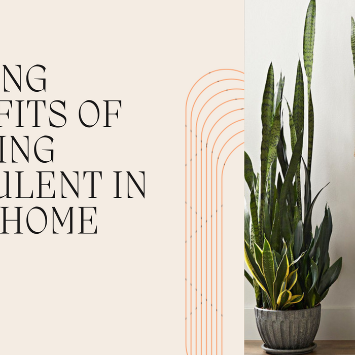 amazing benefits of succulents 
