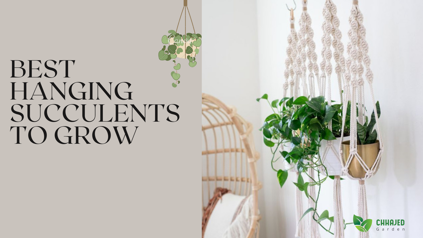 10 Best Hanging Succulents And How To Care For Them