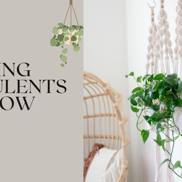 10 Best Hanging Succulents And How To Care For Them