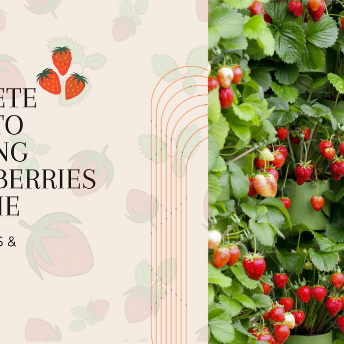 guide to grow strawberries vertically