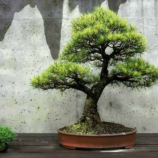 Benefits of Bonsai plants