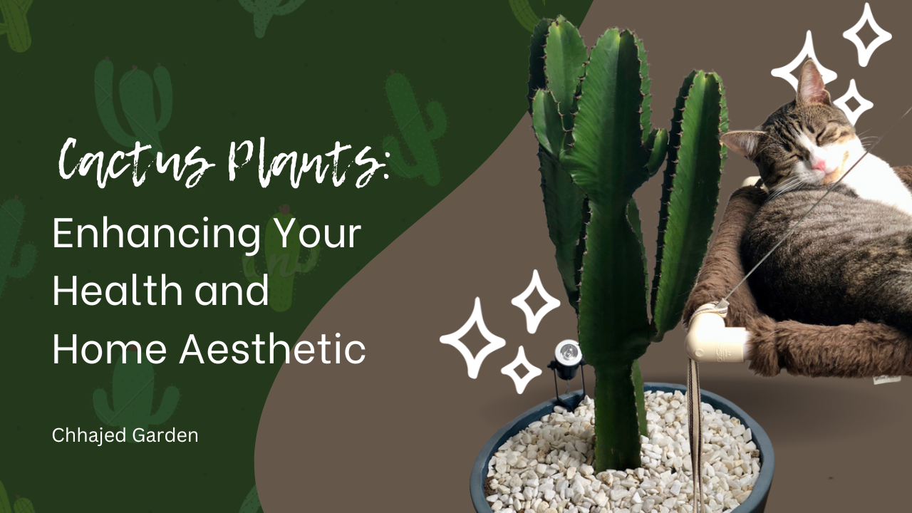Benefits of Cactus Plants: How These Hardy Succulents Can Improve Your Health and Home