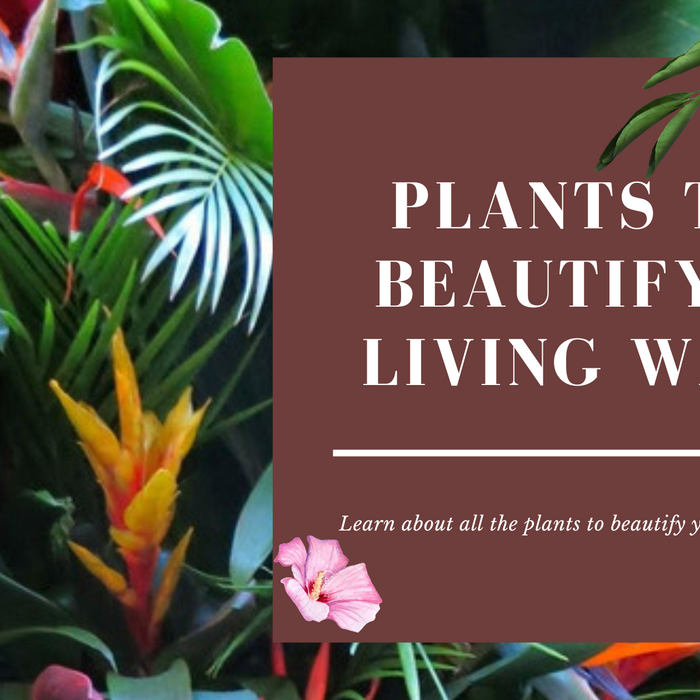 10 Plants For A Beautiful Living Wall