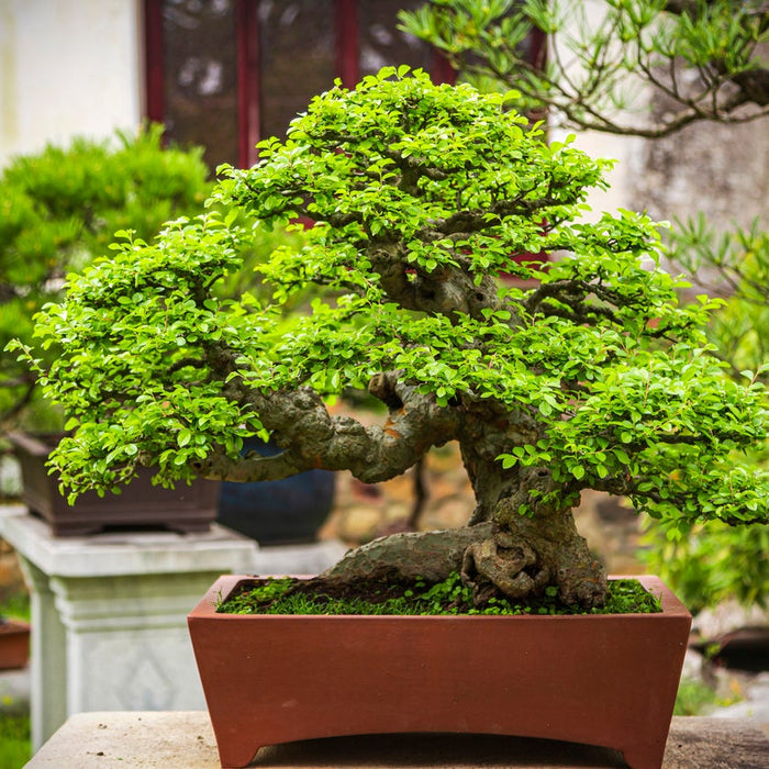 Bonsai Plants: How to care for them