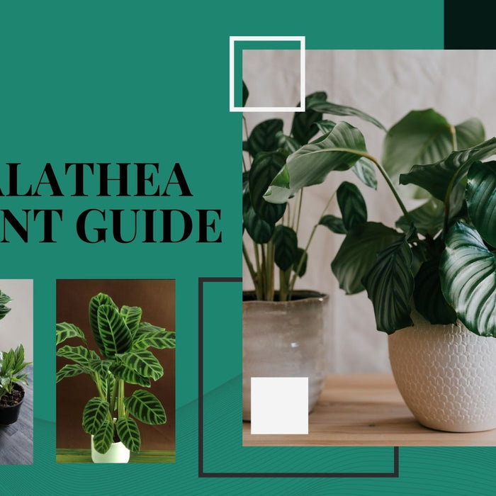 Calathea Plant Guide