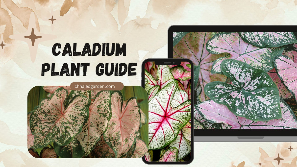 Caladium Plant: The Ultimate Care Guide – ChhajedGarden.com