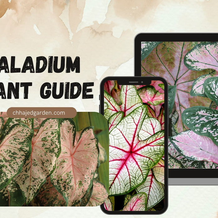 Caladium Plant: The Ultimate Care Guide