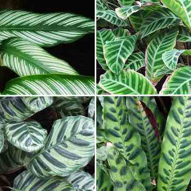 Everything you need to know about Calathea Plants