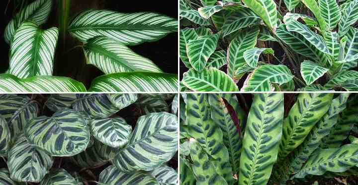 Everything you need to know about Calathea Plants