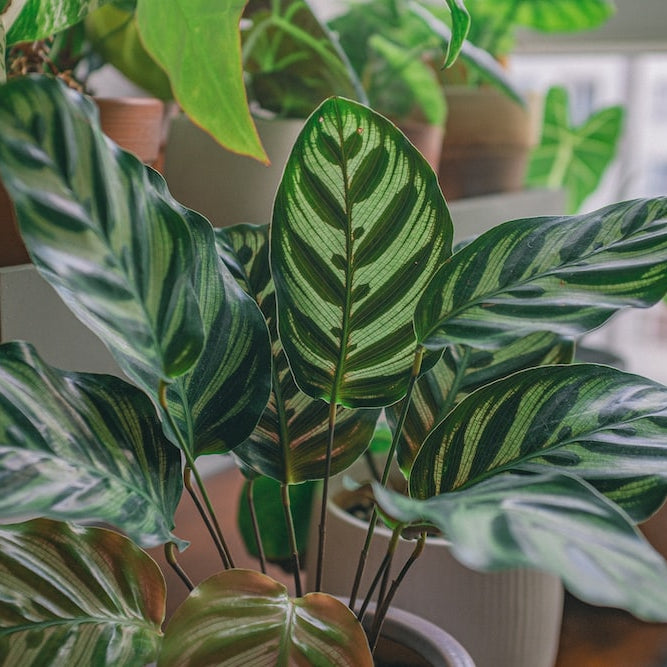 Calathea Plants