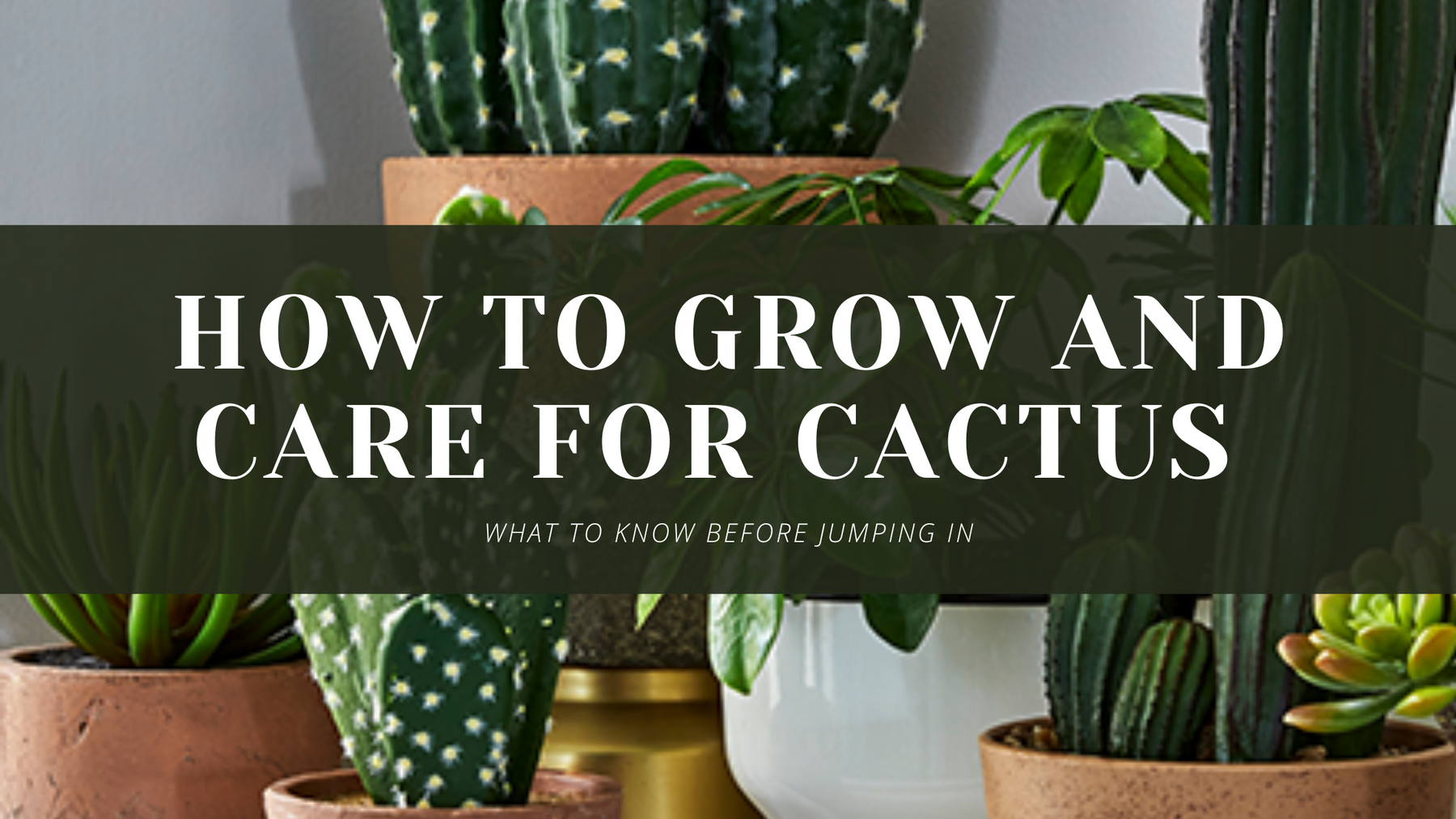 How To Grow And Care For Cactus Plants