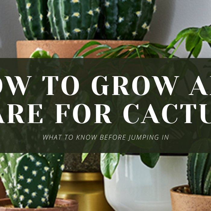 How To Grow And Care For Cactus Plants