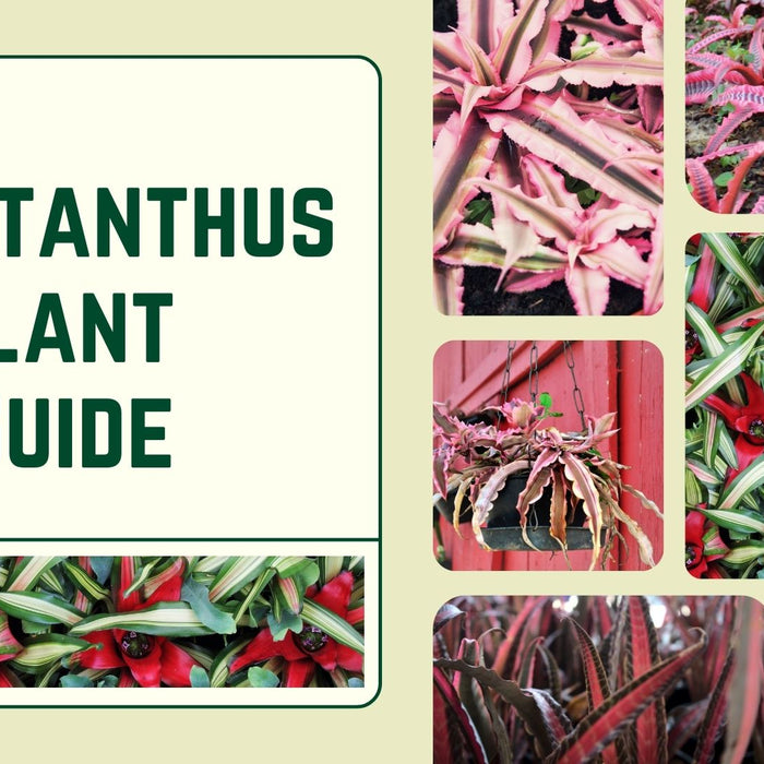Cryptanthus Plant Guide