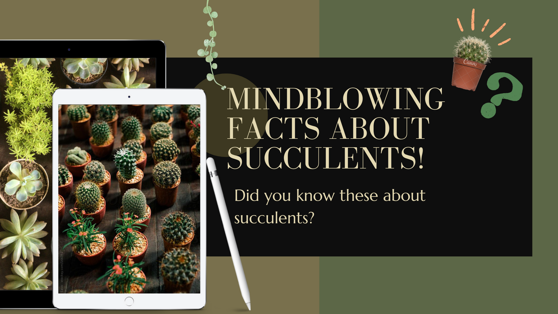12 Amazing Facts You Didn't Know About Succulents