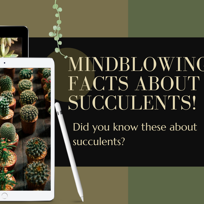 12 Amazing Facts You Didn't Know About Succulents