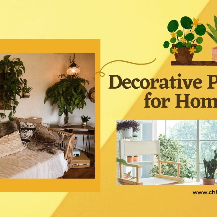 25+ decorative plants for home