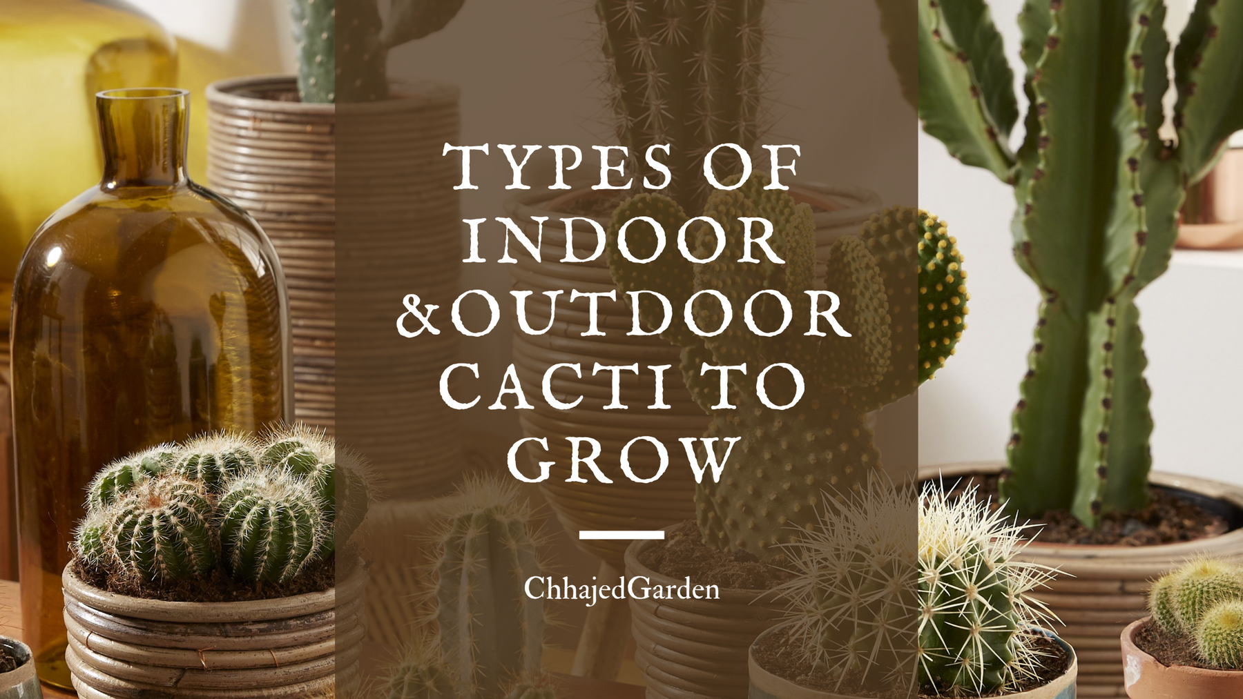 12 Indoor And Outdoor Cactus Plants For Your Home