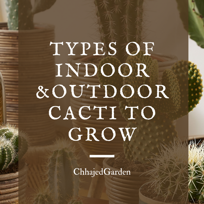12 Indoor And Outdoor Cactus Plants For Your Home