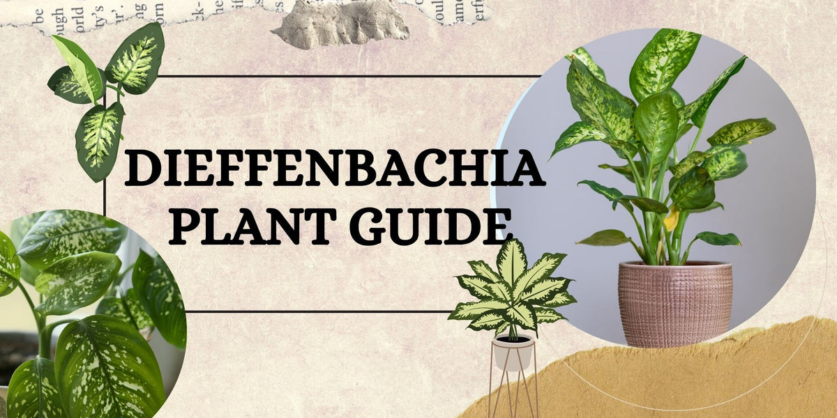 Dieffenbachia Plant Guide  ChhajedGarden.com
