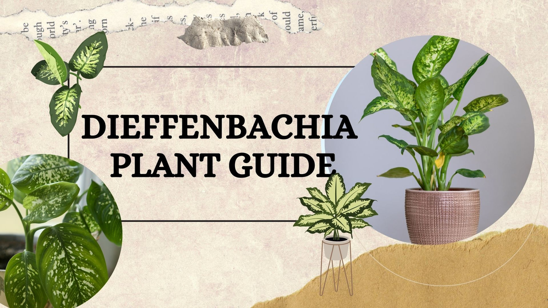 Dieffenbachia Plant Guide