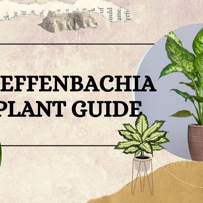 Dieffenbachia Plant Guide