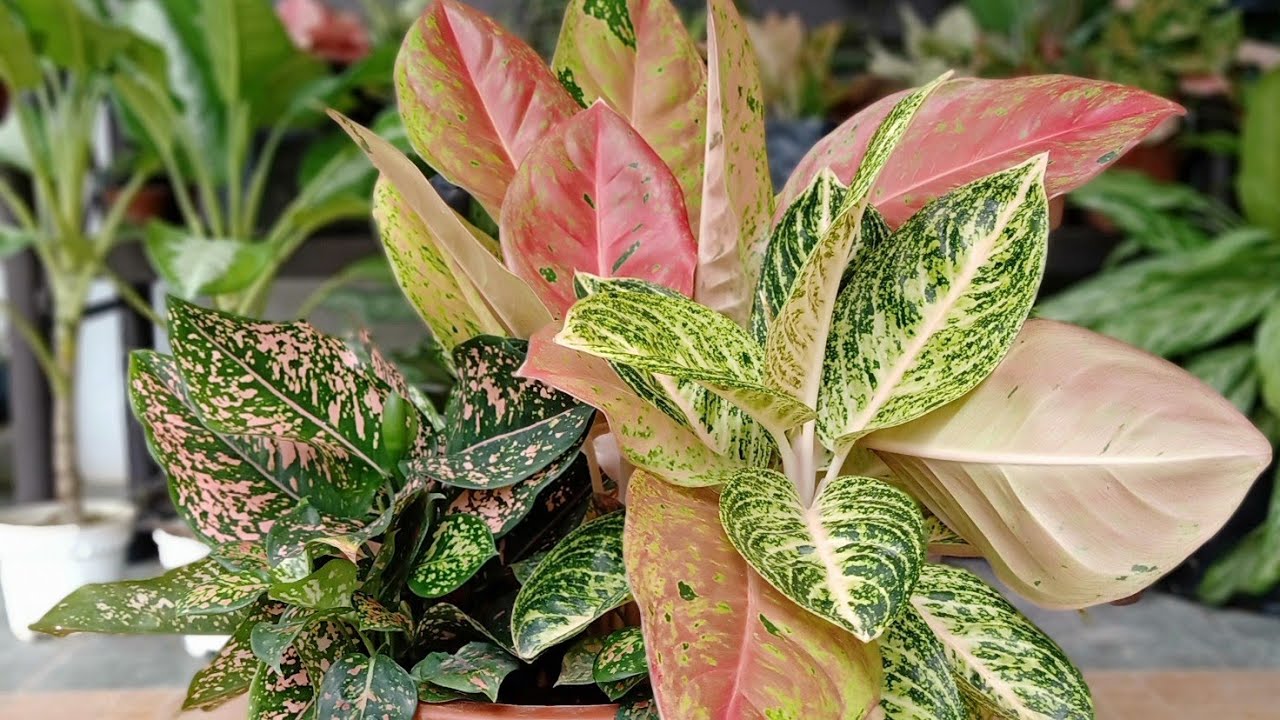 Different varieties of Aglaonema plants you should know about