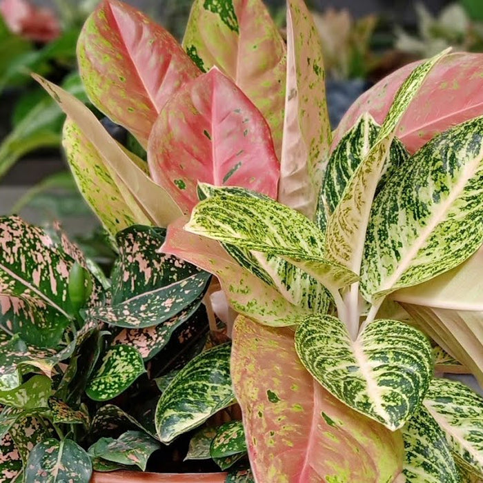 Different varieties of Aglaonema plants you should know about