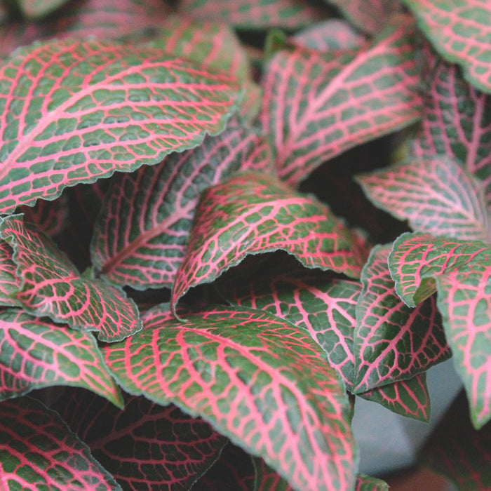 tips for Fittonia Plant Care