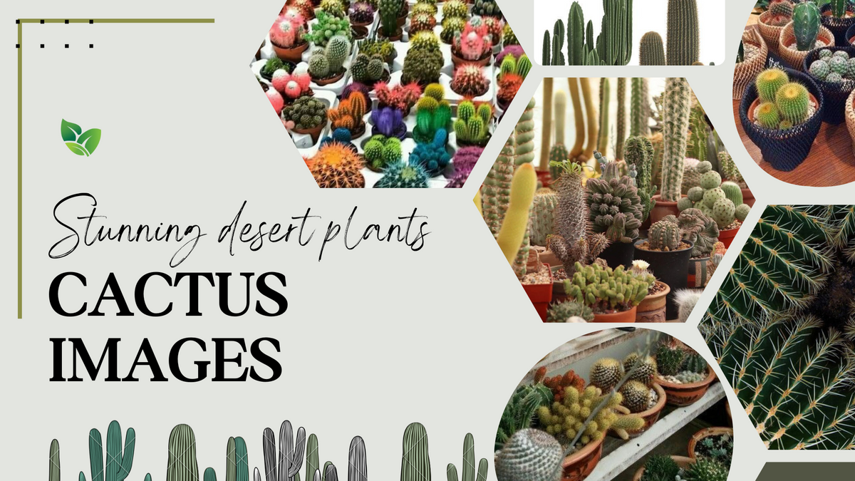 Cactus Plants Images: A Stunning Visual Journey Through the World of D   ChhajedGarden.com