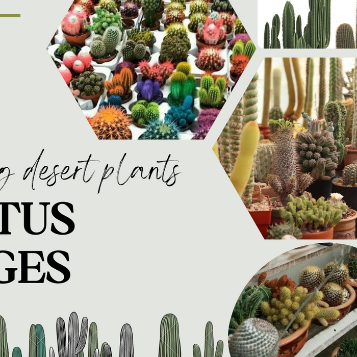 Cactus Plants Images: A Stunning Visual Journey Through the World of Desert Succulents