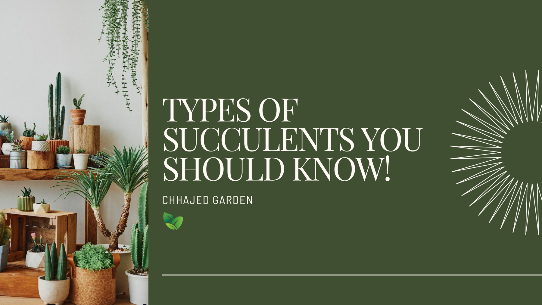 16 Types Of Succulents That You Should Know