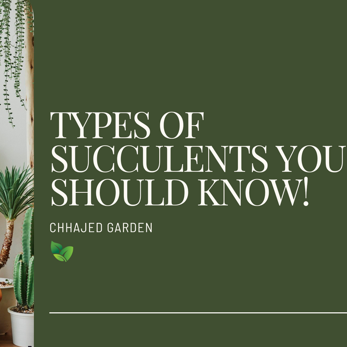 16 Types Of Succulents That You Should Know
