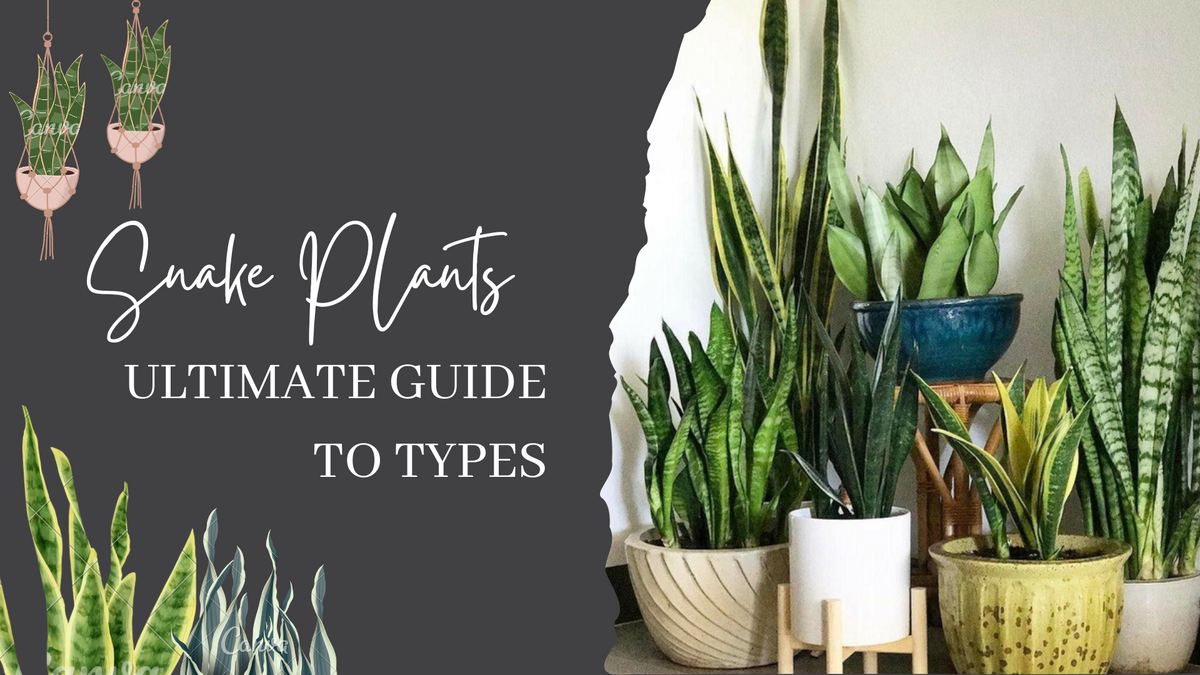 15 Types of Snake Plants to Beautify Your Indoor Garden  ChhajedGarden.com
