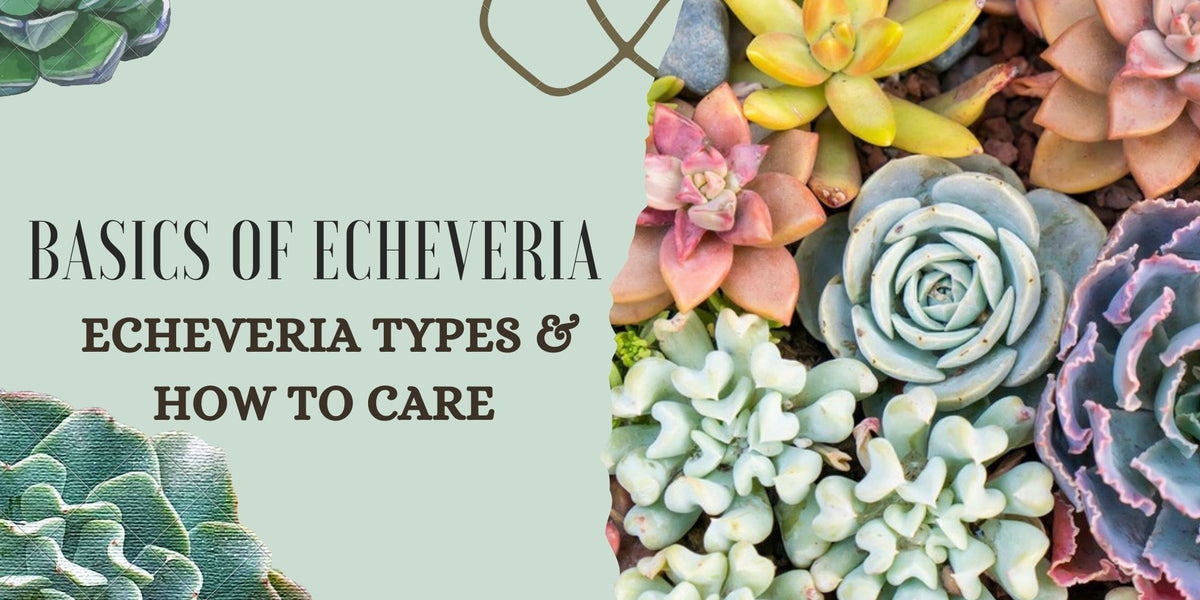 echeveria Leather Switiching WorkJKT OVY echeveria Leather