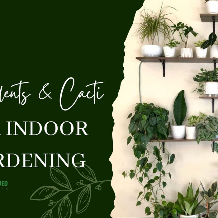 Top 10 Succulents & Cacti For Easy Indoor Gardening
