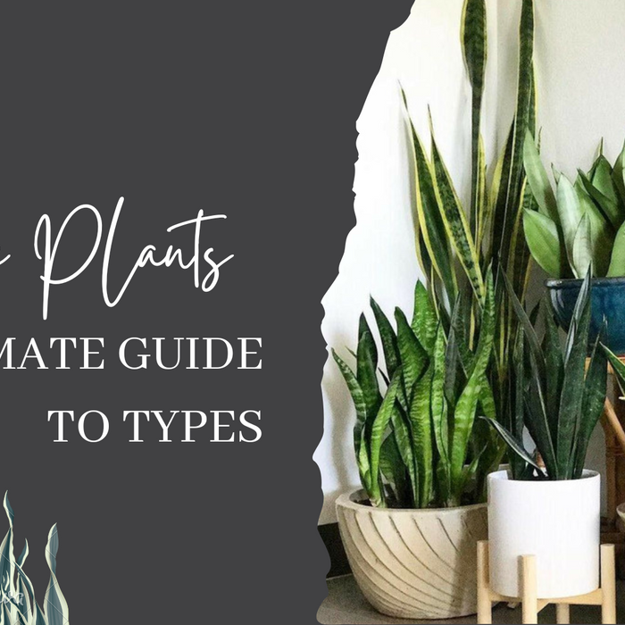 15 Types of Snake Plants to Beautify Your Indoor Garden