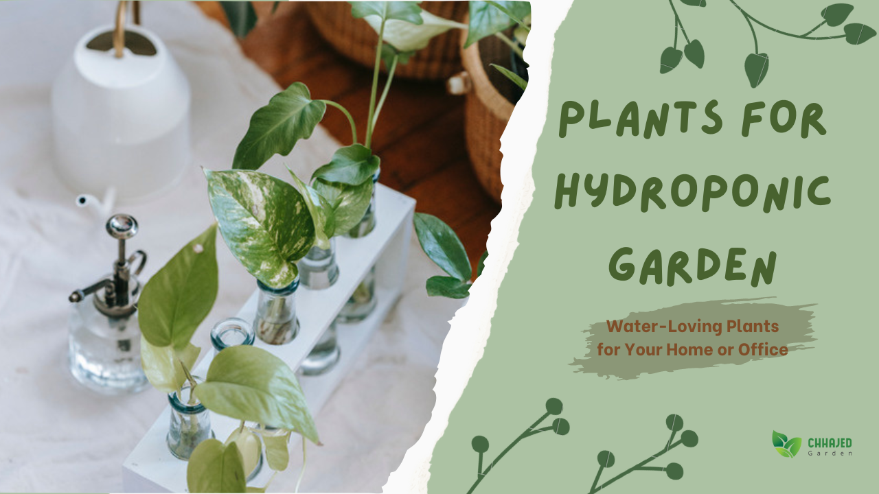 hydroponic plants for home