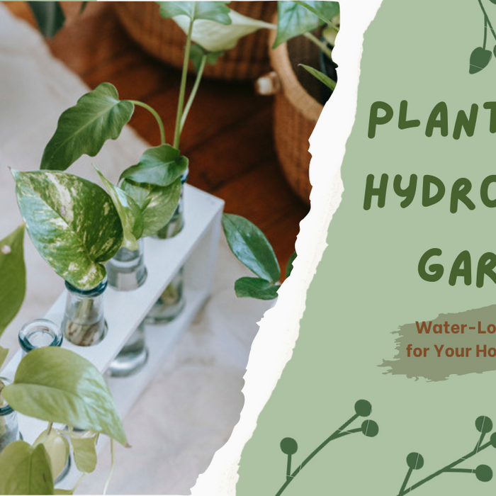 hydroponic plants for home