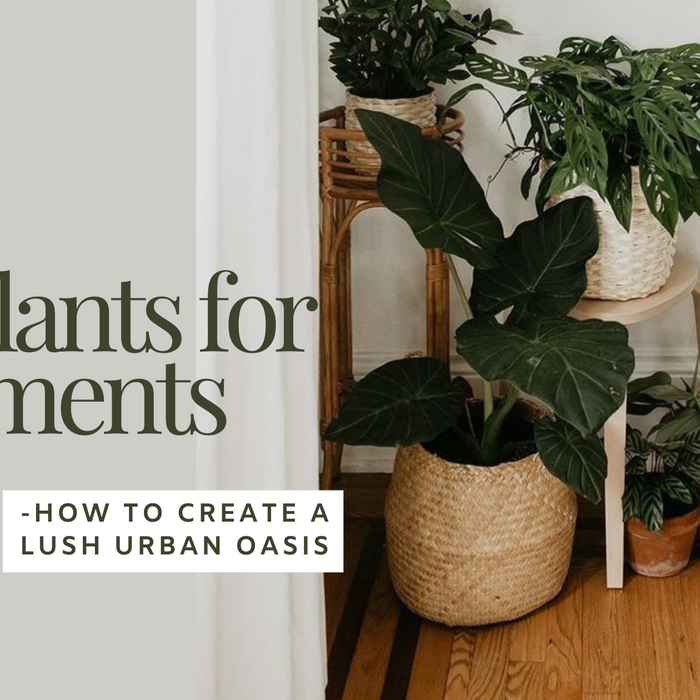The Best Plants for Apartment Living: How to Create a Lush Urban Oasis