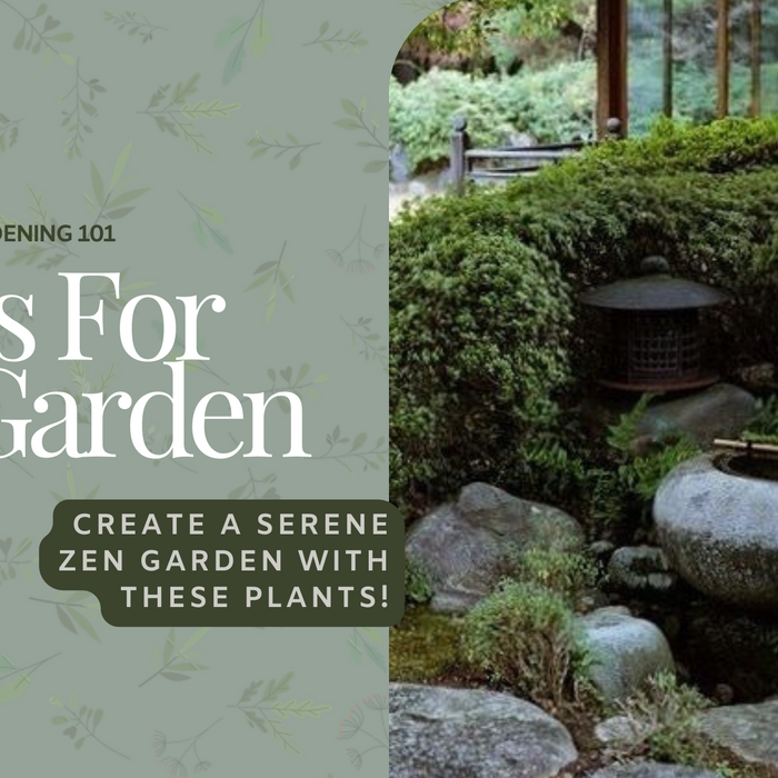 Top Plant Picks for a Serene Garden