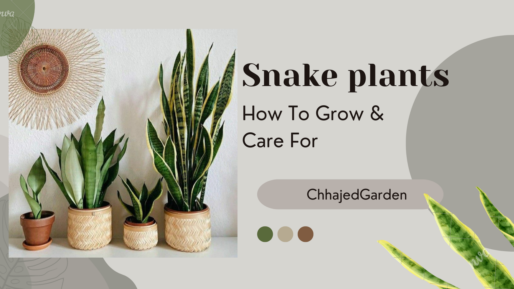 Snake Plants: Care Guide and Their Benefits